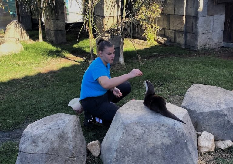 cria de nutria