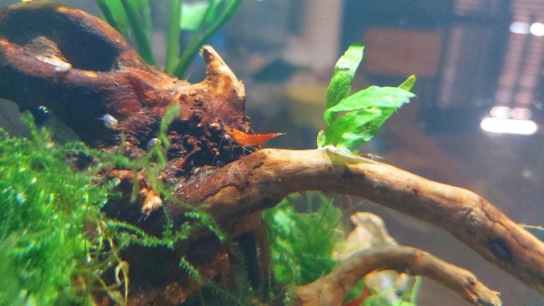 BIOPARC Fuengirola lleva a la capital malagueña el proyecto educativo “Naturaleza en el Aula”