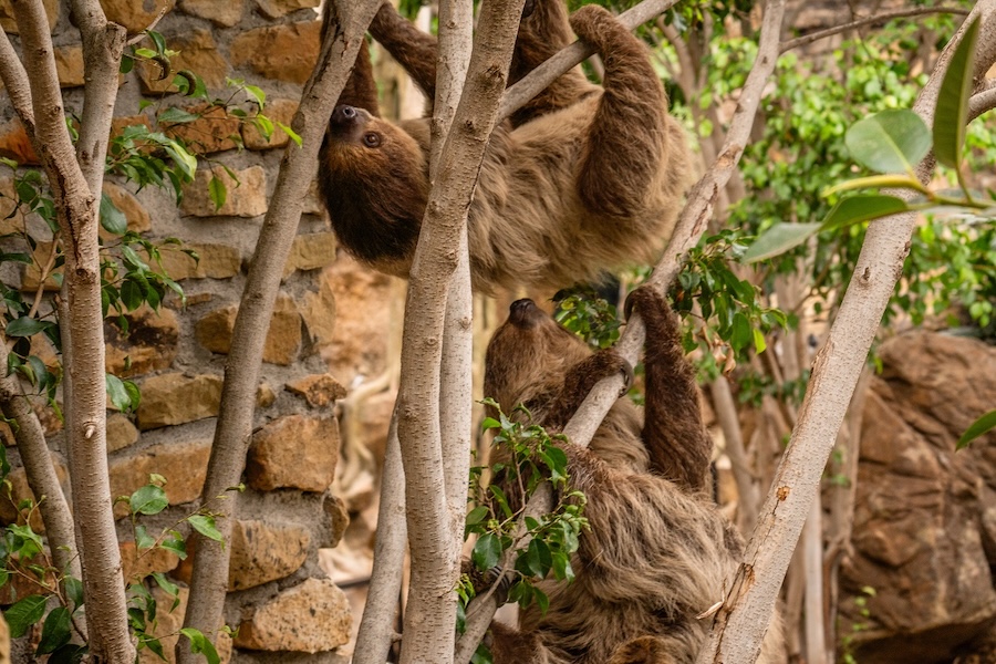 BIOPARC Fuengirola