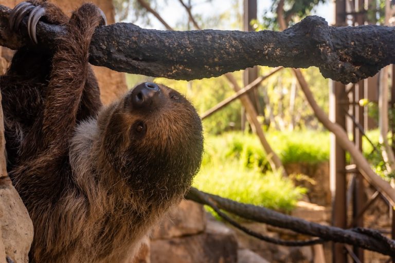 BIOPARC Fuengirola anuncia la gestación de su hembra de perezoso, que se encuentra en la fase final del embarazo