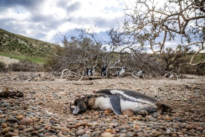 Alarma en la Patagonia: pumas responsables de una mortandad inédita de pingüinos