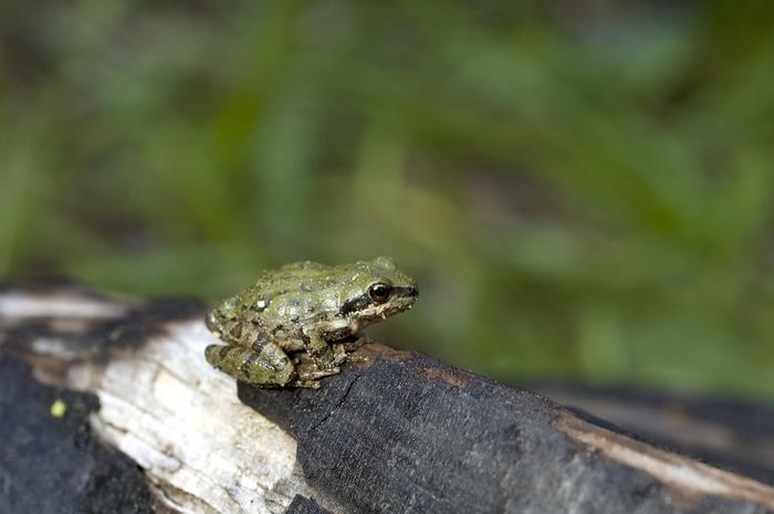 El cambio climático afecta a los ‘cantos de amor’ de las ranas