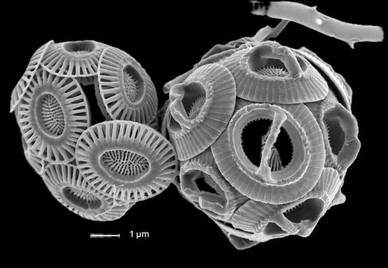 El Mediterráneo se tropicaliza: nuevo estudio del microplancton