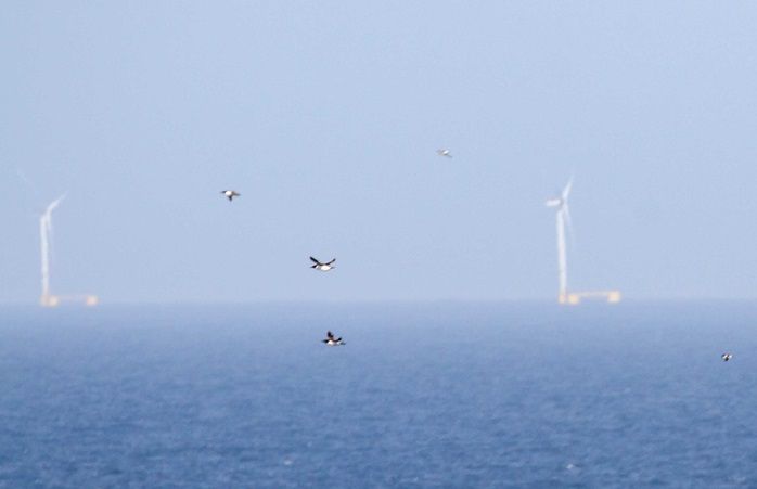 SEO/BirdLife pide mapas de sensibilidad ambiental en las zonas de eólica marina