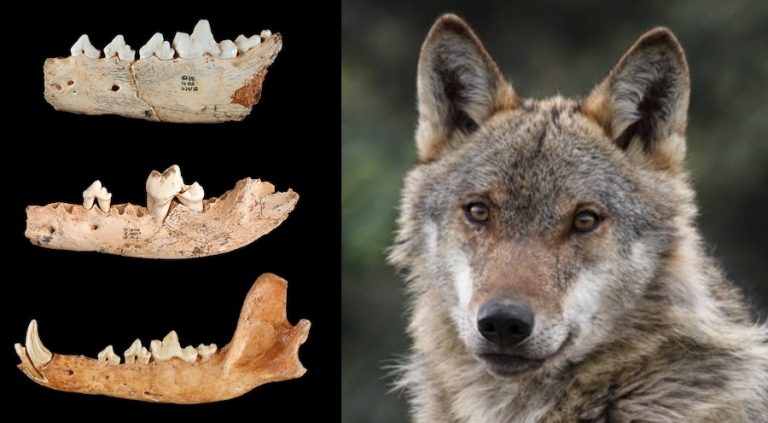Un fósil revela el origen del lobo ibérico