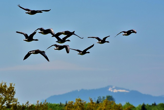 Día Mundial de las Aves Migratorias en Málaga
