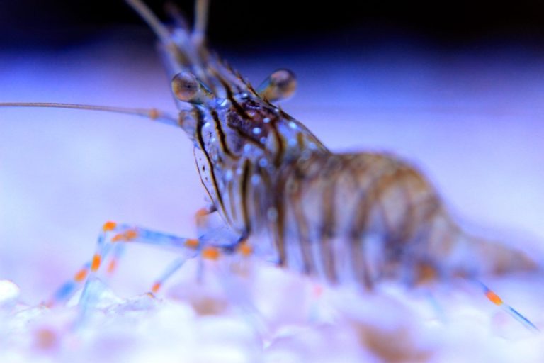 El Pacífico Oriental, cuna inesperada de los camarones