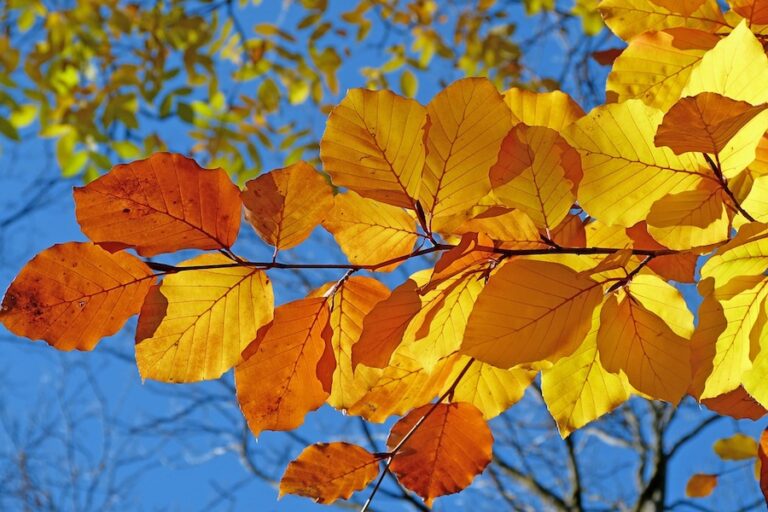 El otoño llega esta madrugada y durará casi 90 días
